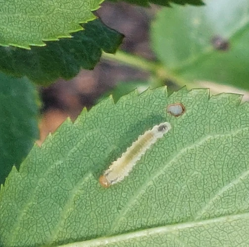 A - Ambiguously determined, we are not sure