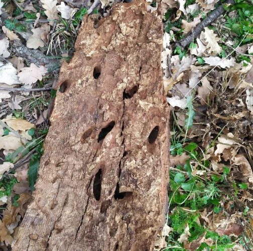 Great capricorn beetle