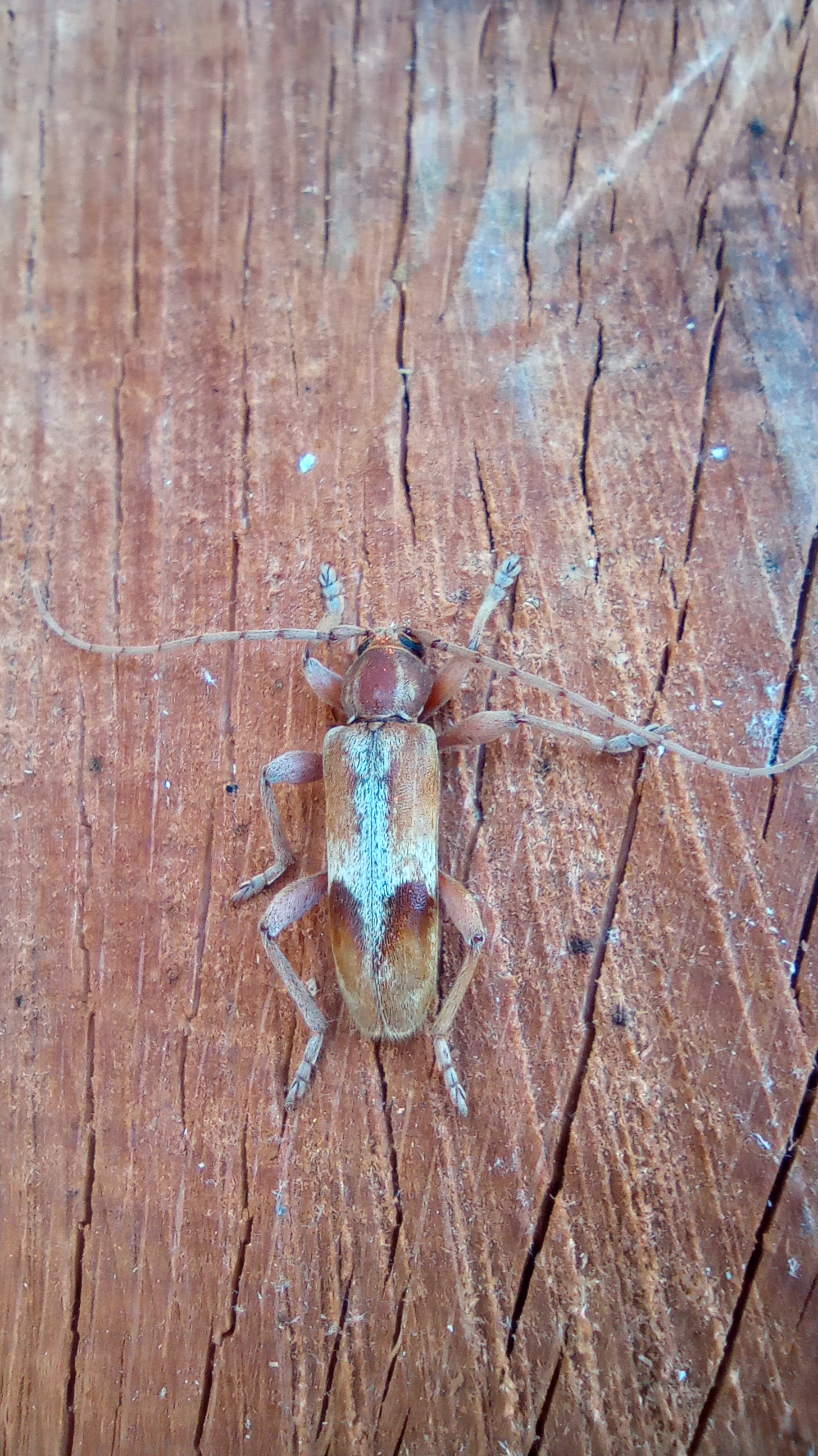 A - nie je v databáze