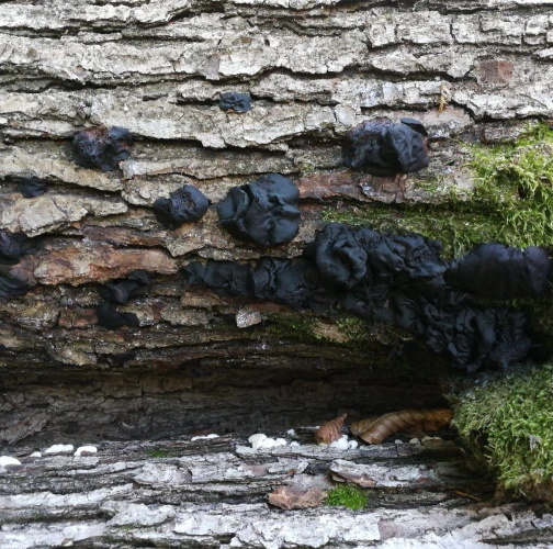 Witches&rsquo;s butter