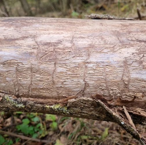 Ash bark beetle