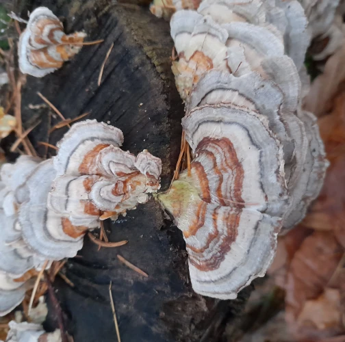 Turkey tail