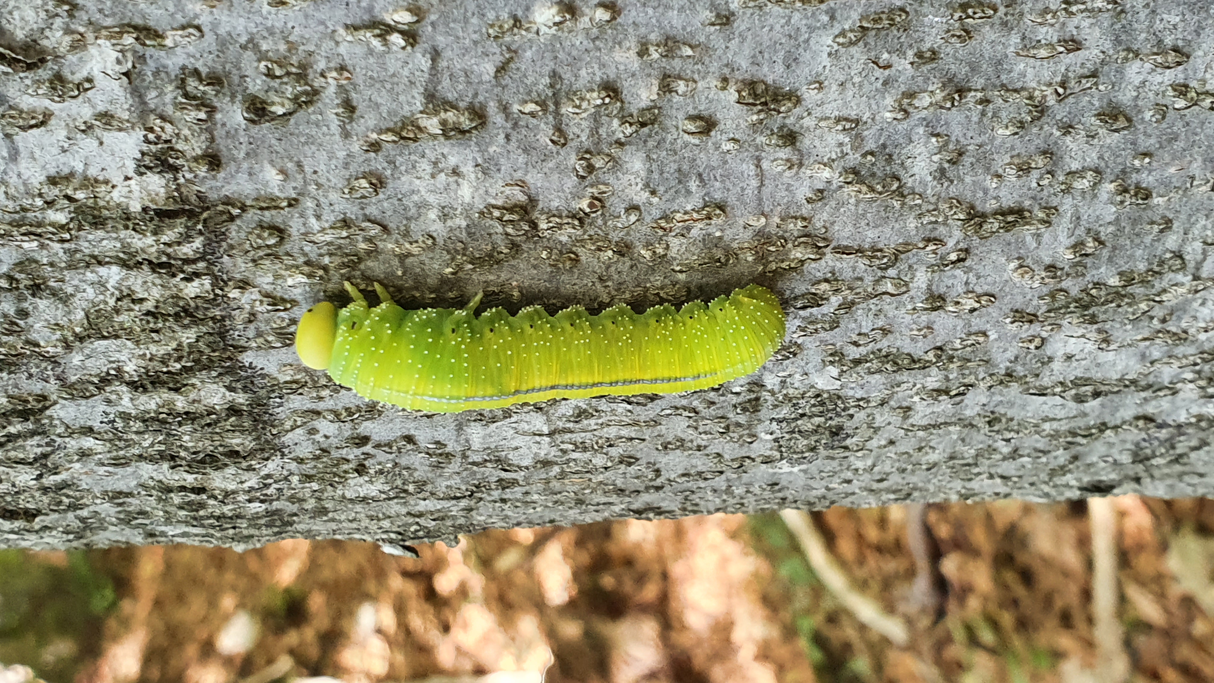 A - nie je v databáze