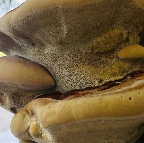 Fungus Inonotus hispidus 