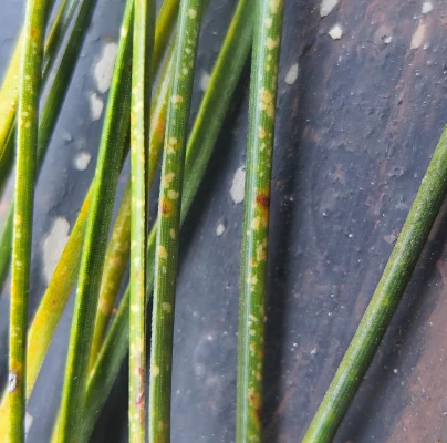 Dothistroma needle blight