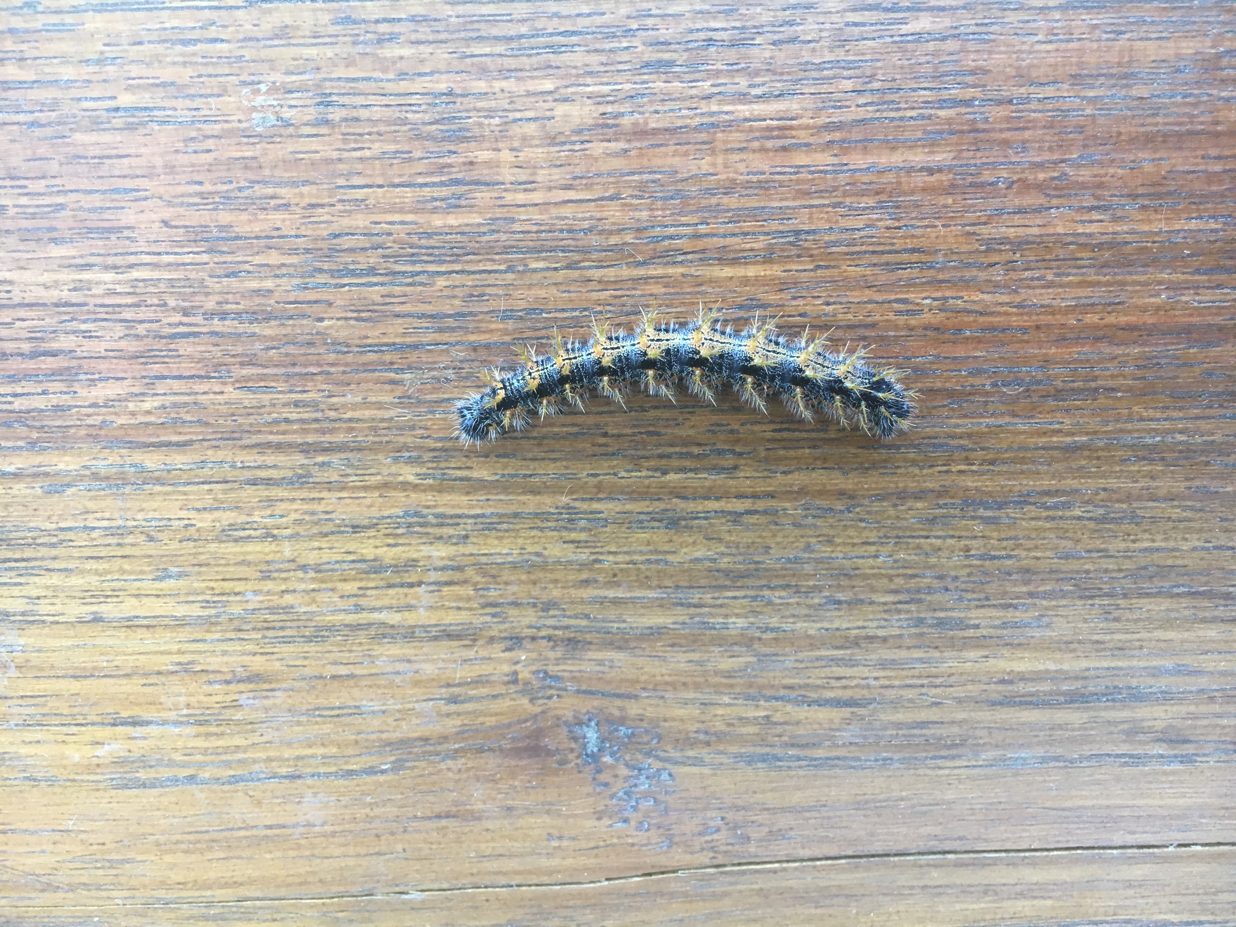 A - nejednoznačne určený, nie sme si istí