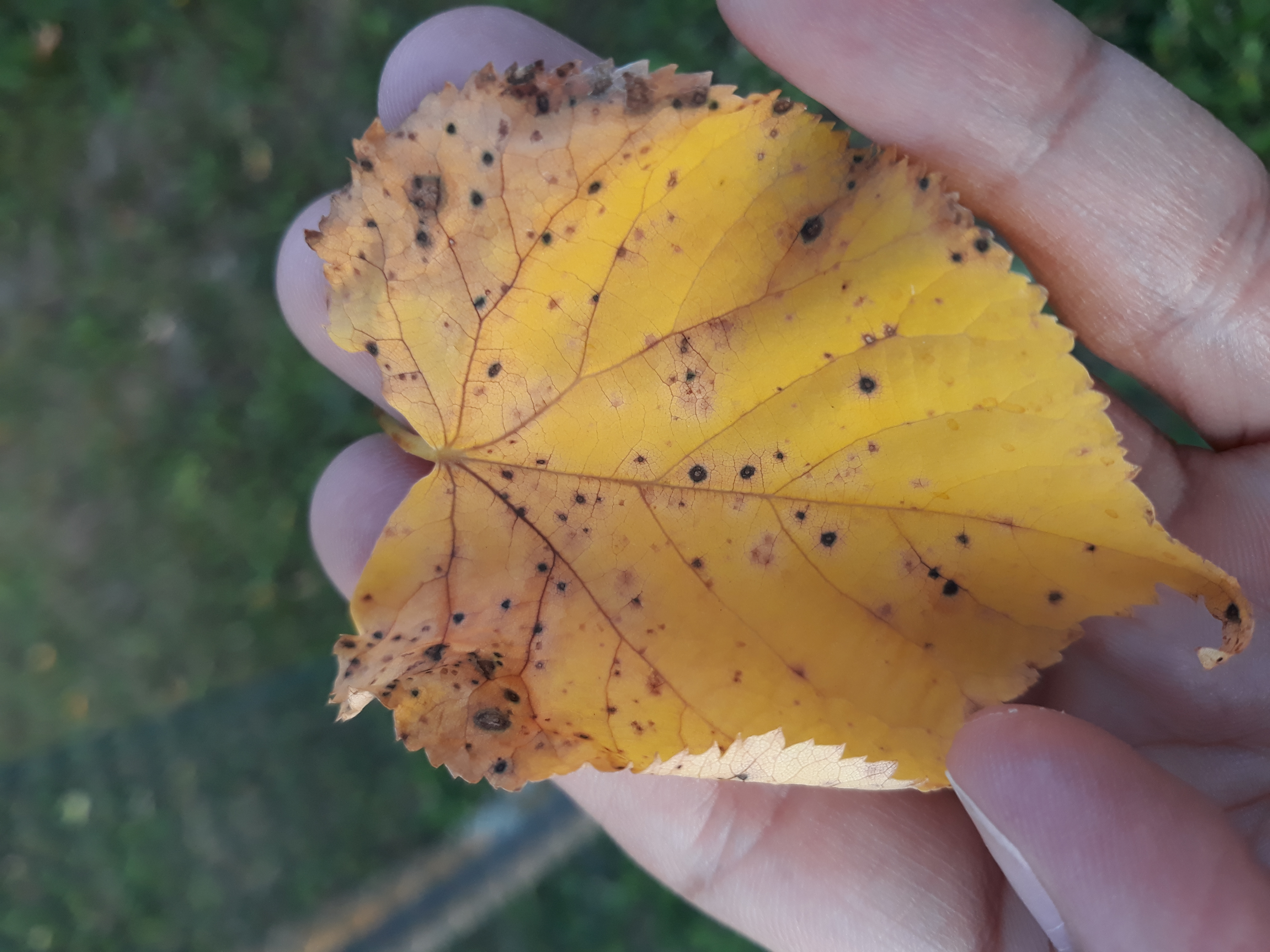 A - nie je v databáze