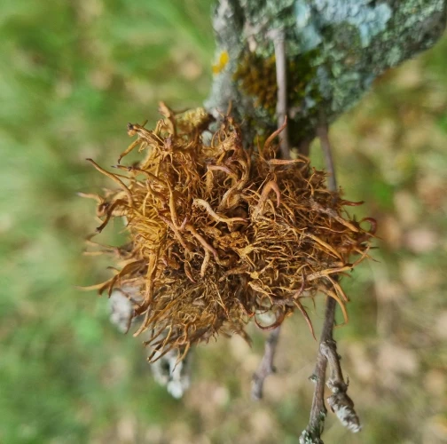 Gall wasp Andricus caputmedusae