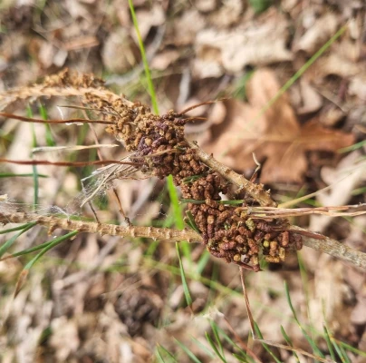 Web-spinning pine-sawfly