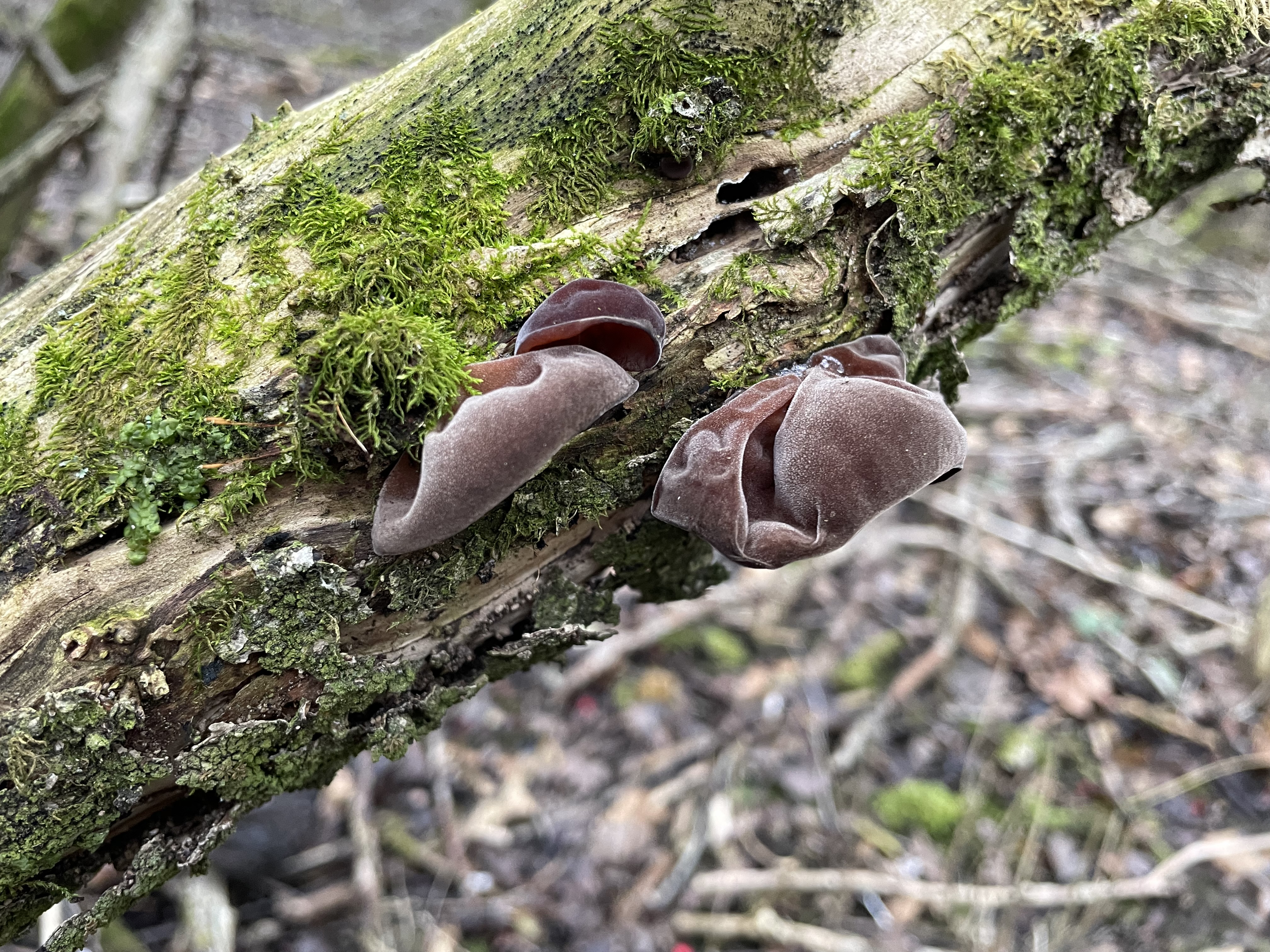 Auricularia auricula-judae