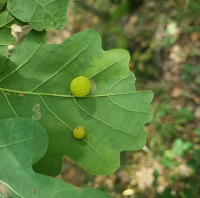 Cynipid gall wasp Cynips quercusfolii 