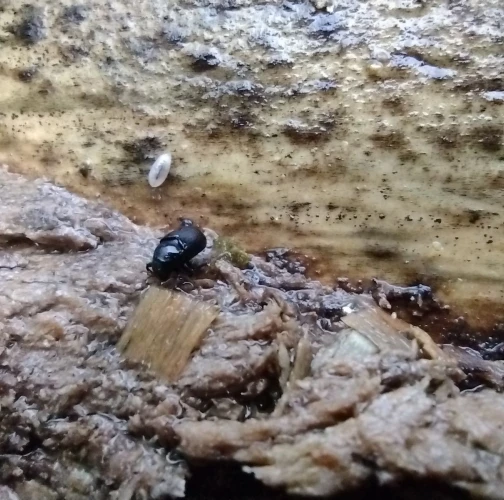 Larch elm bark beetle