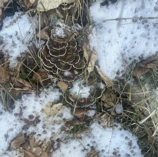 Turkey tail