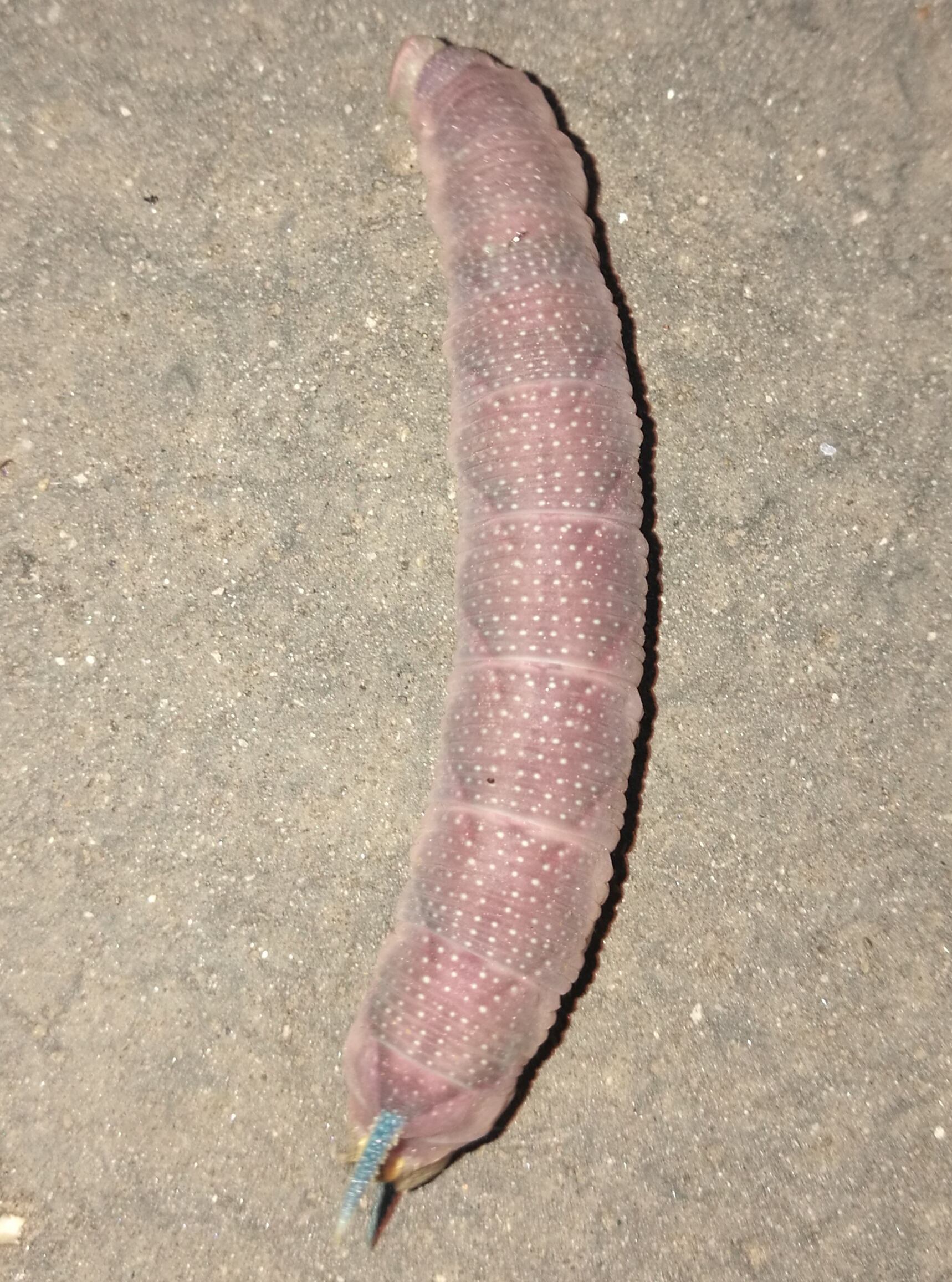 A - nie je v databáze