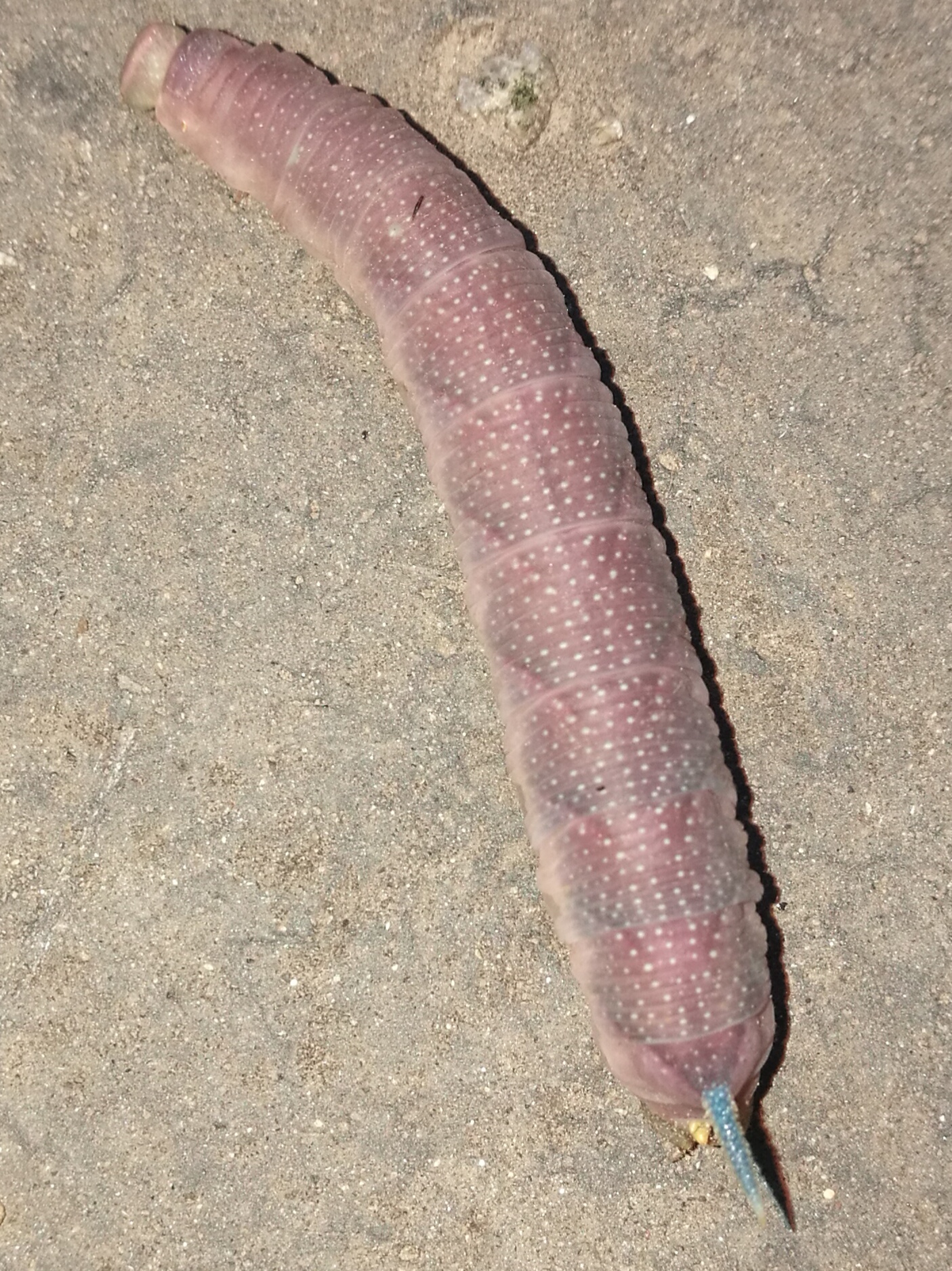 A - nie je v databáze