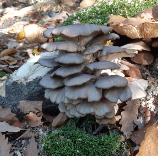 Oyster mushroom