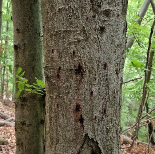 Beech bark beetle