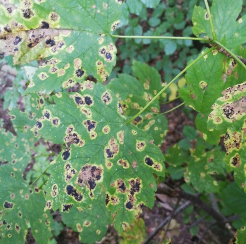 European Tar Spot