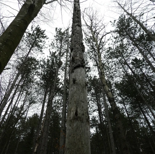 A - Ambiguously determined, we are not sure