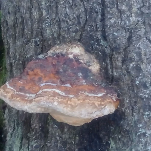 Katarína Resutíková Mandyčevská 