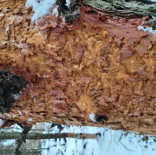 Miroslav Rybárik, OLH