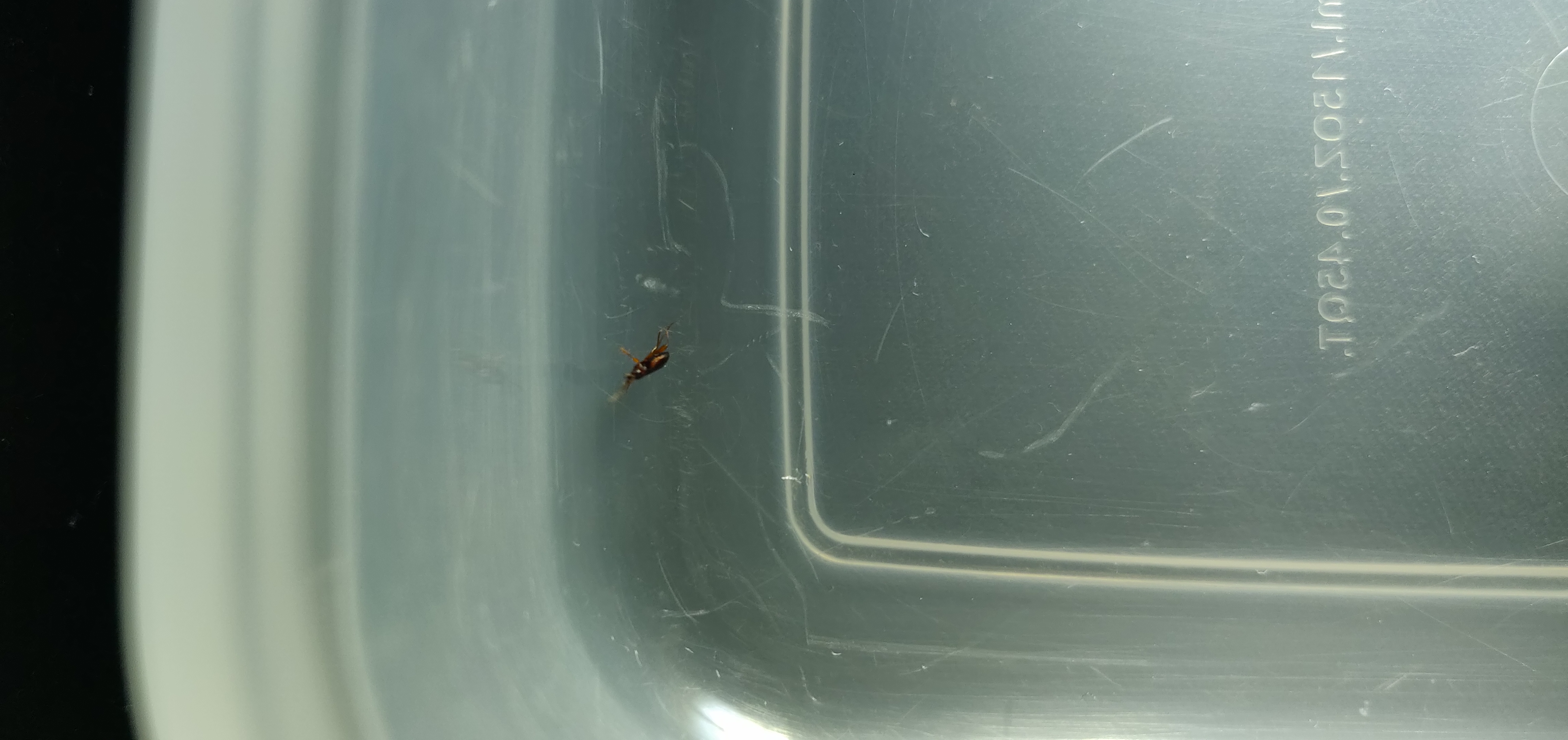 A - nie je v databáze