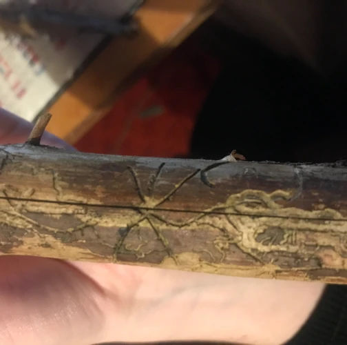 Two-toothed pine beetle