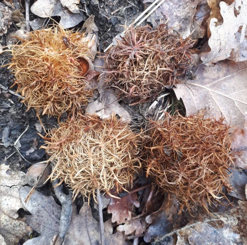 Gall wasp Andricus caputmedusae