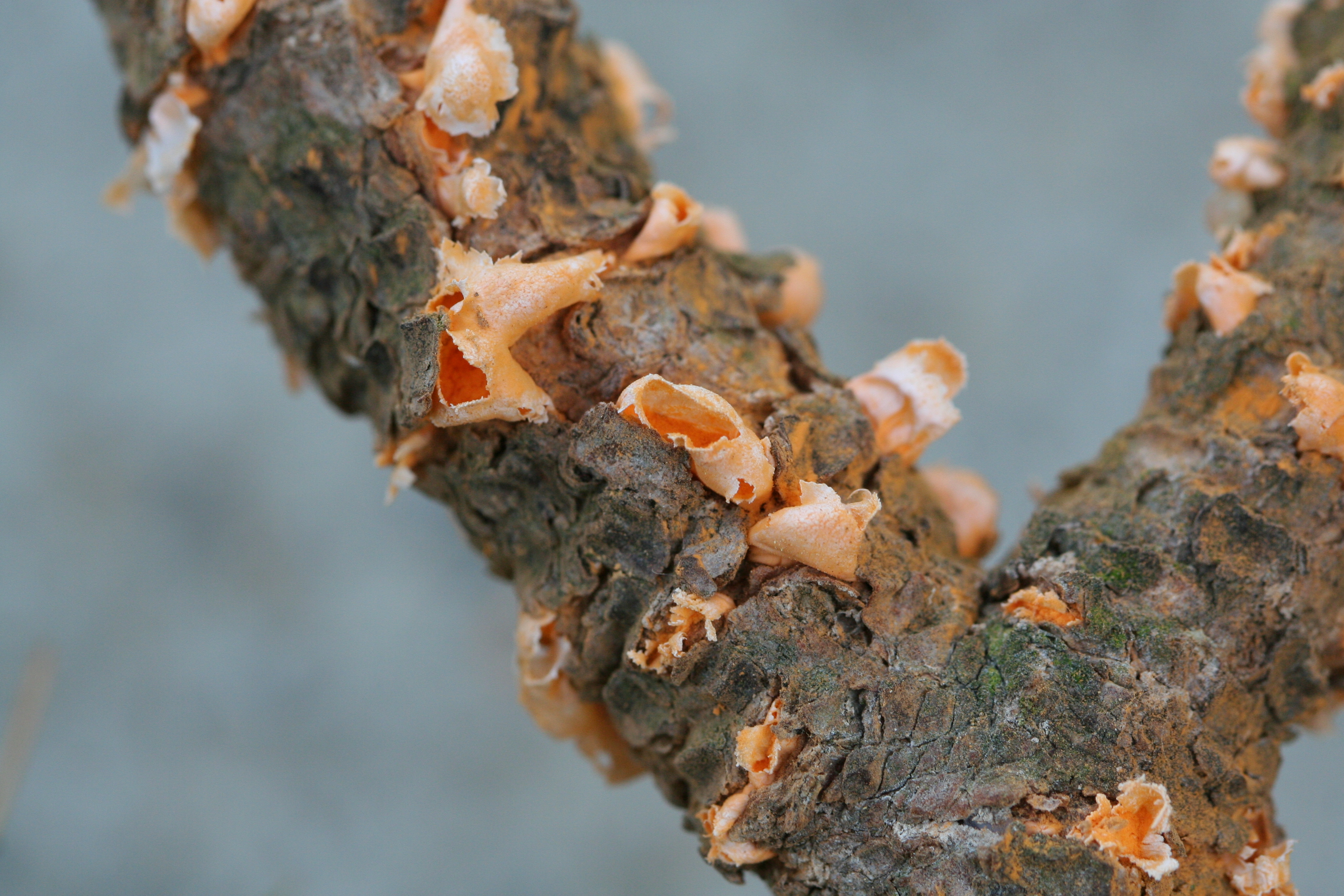 Cronartium flaccidum