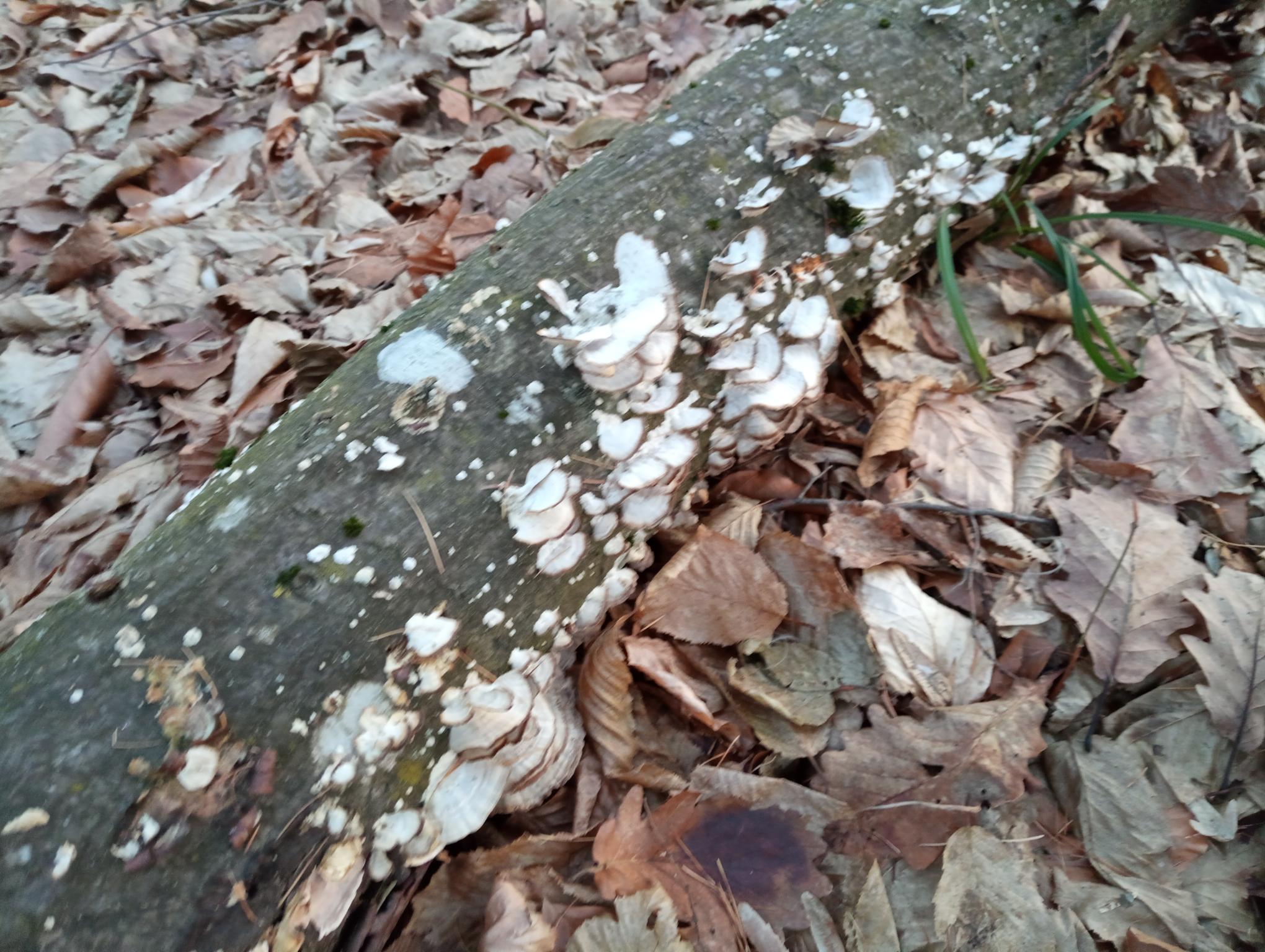 A - nie je v databáze