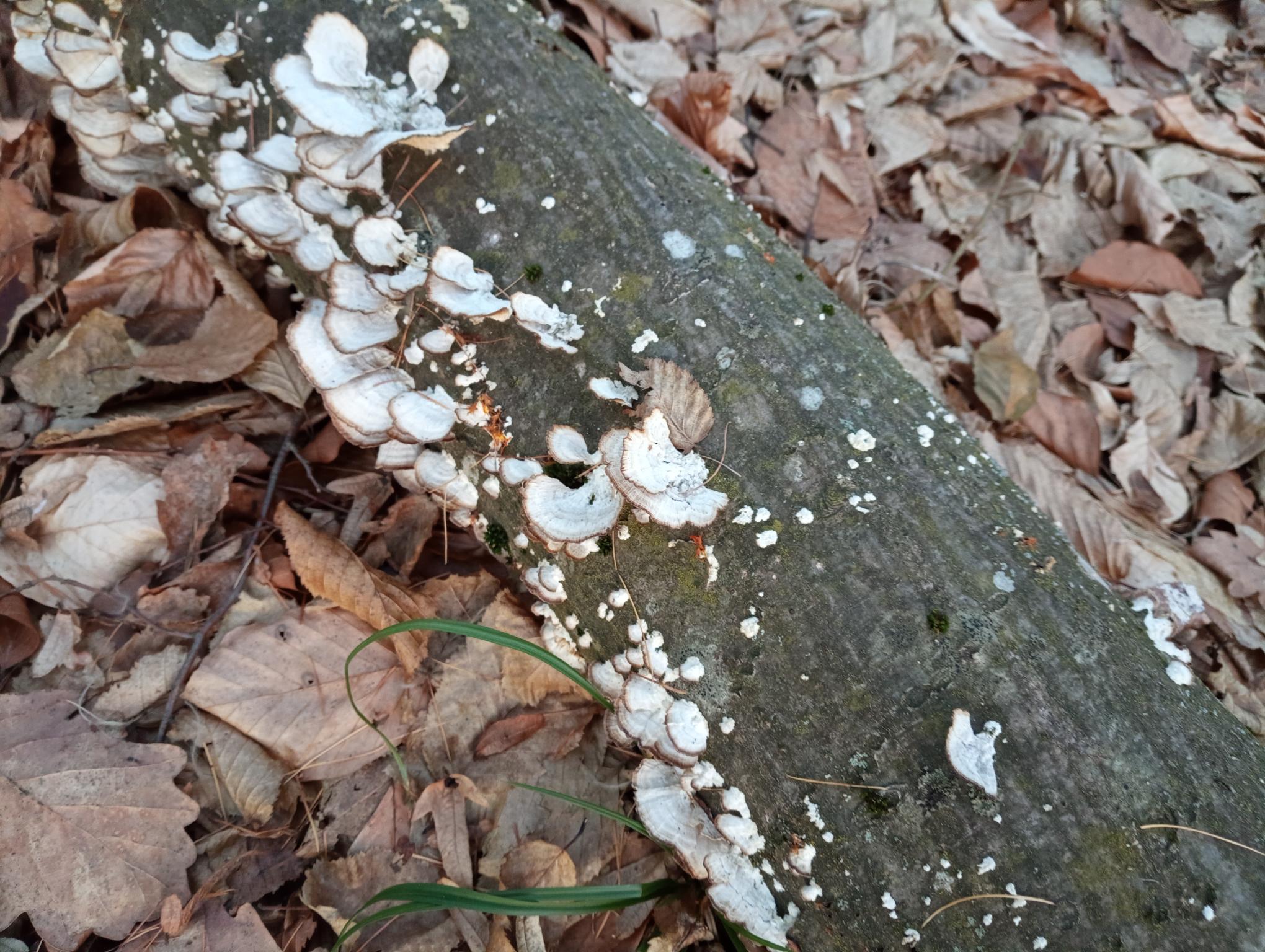 A - nie je v databáze