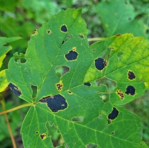 European Tar Spot