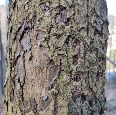 Larch elm bark beetle