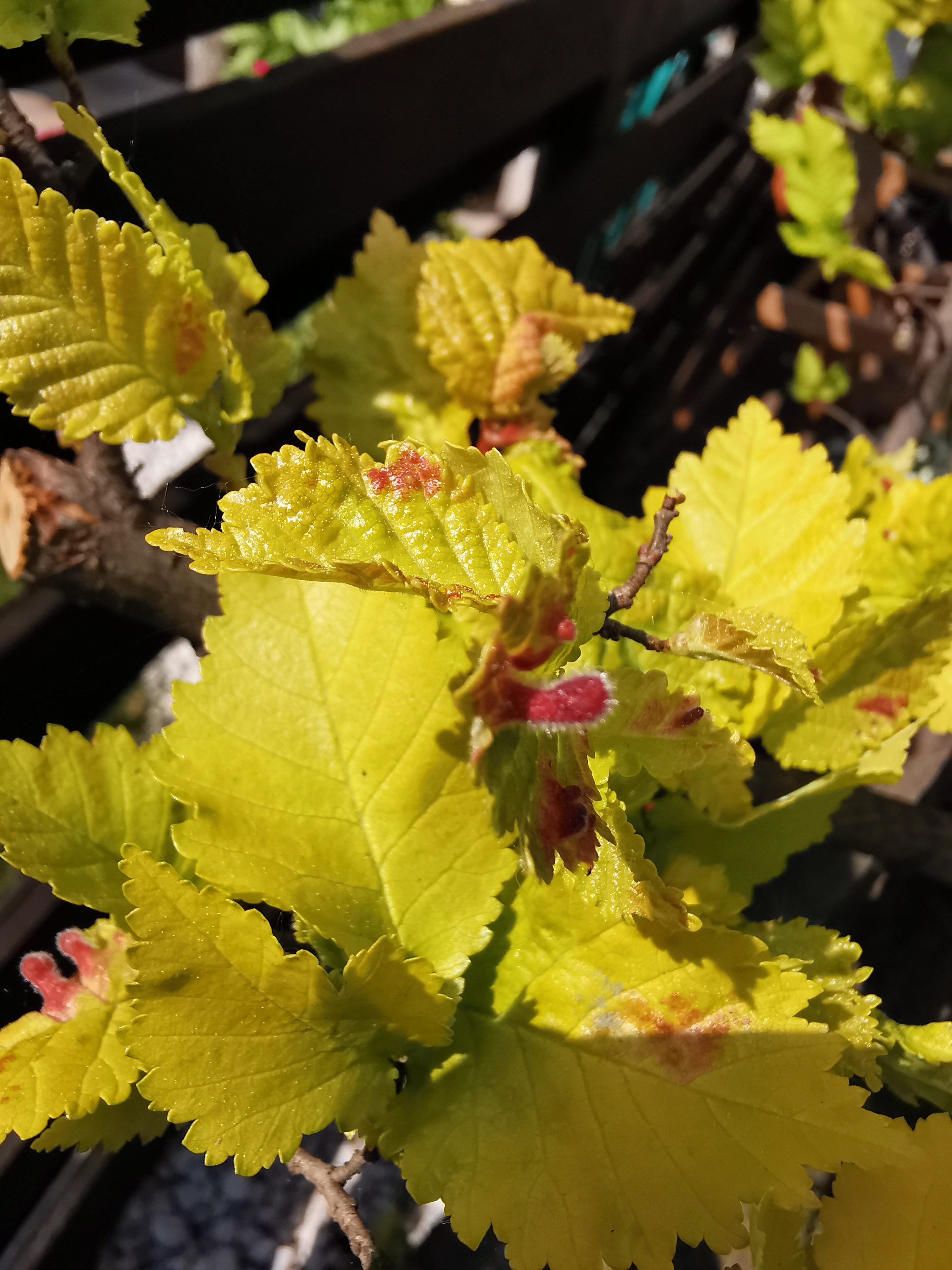 Tetraneura nigriabdominalis