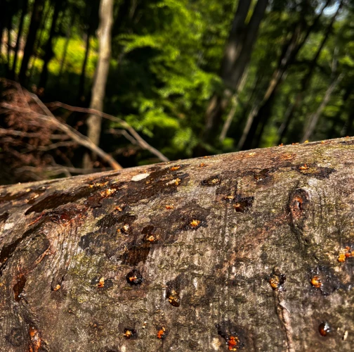 Beech bark beetle