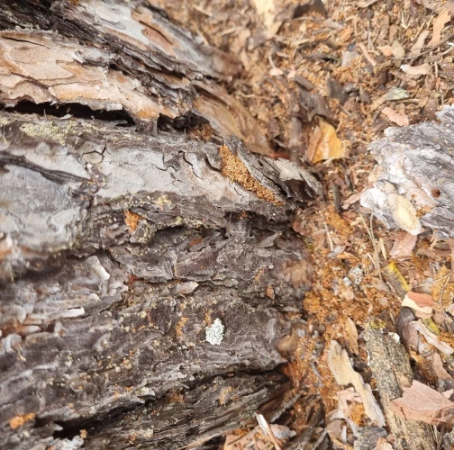 Six-toothed pine bark beetle