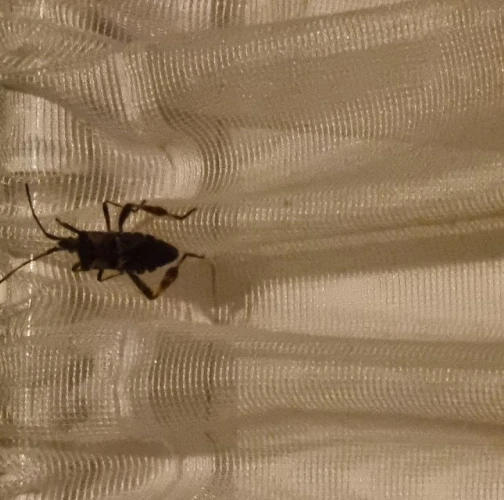 Western conifer seed bug