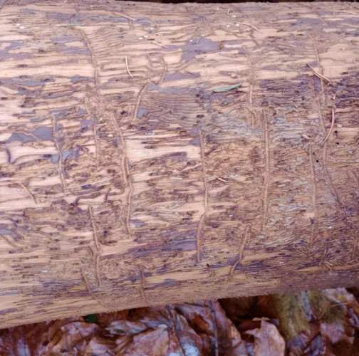 Ash bark beetle