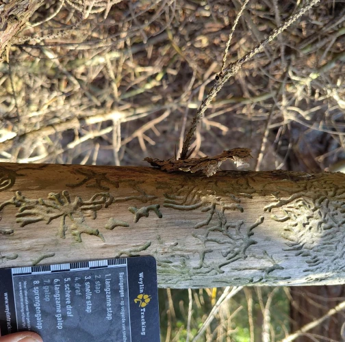 A - Ambiguously determined, we are not sure