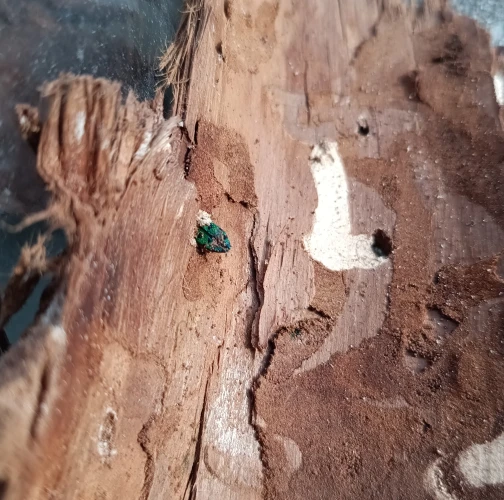 Cypress jewel beetle