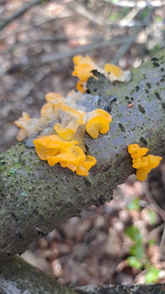 A - nie je v databáze