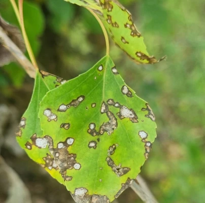 Leaf spot pathogen