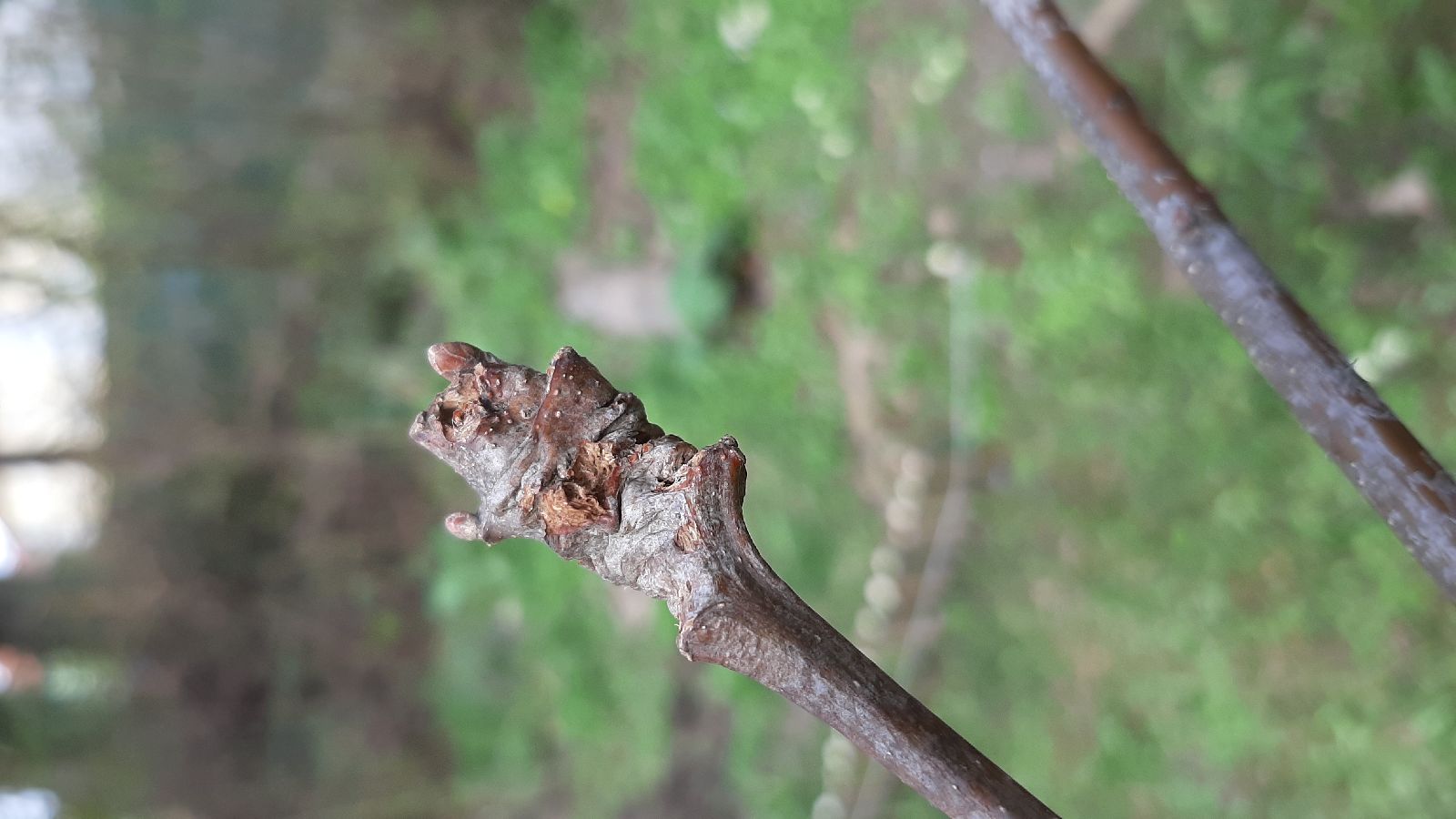 Pseudoneuroterus macropterus