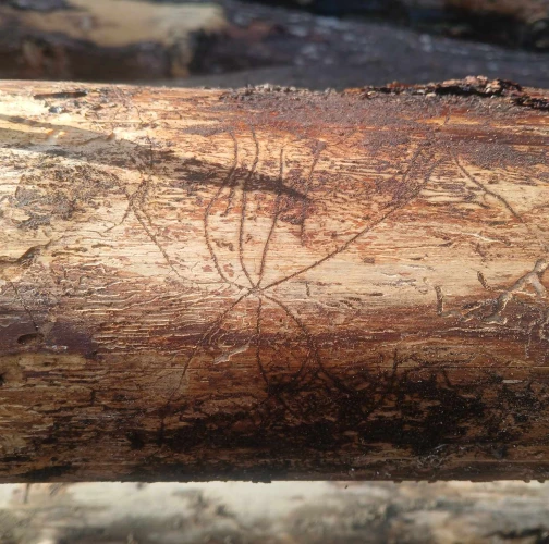 Six-toothed spruce bark beetle 
