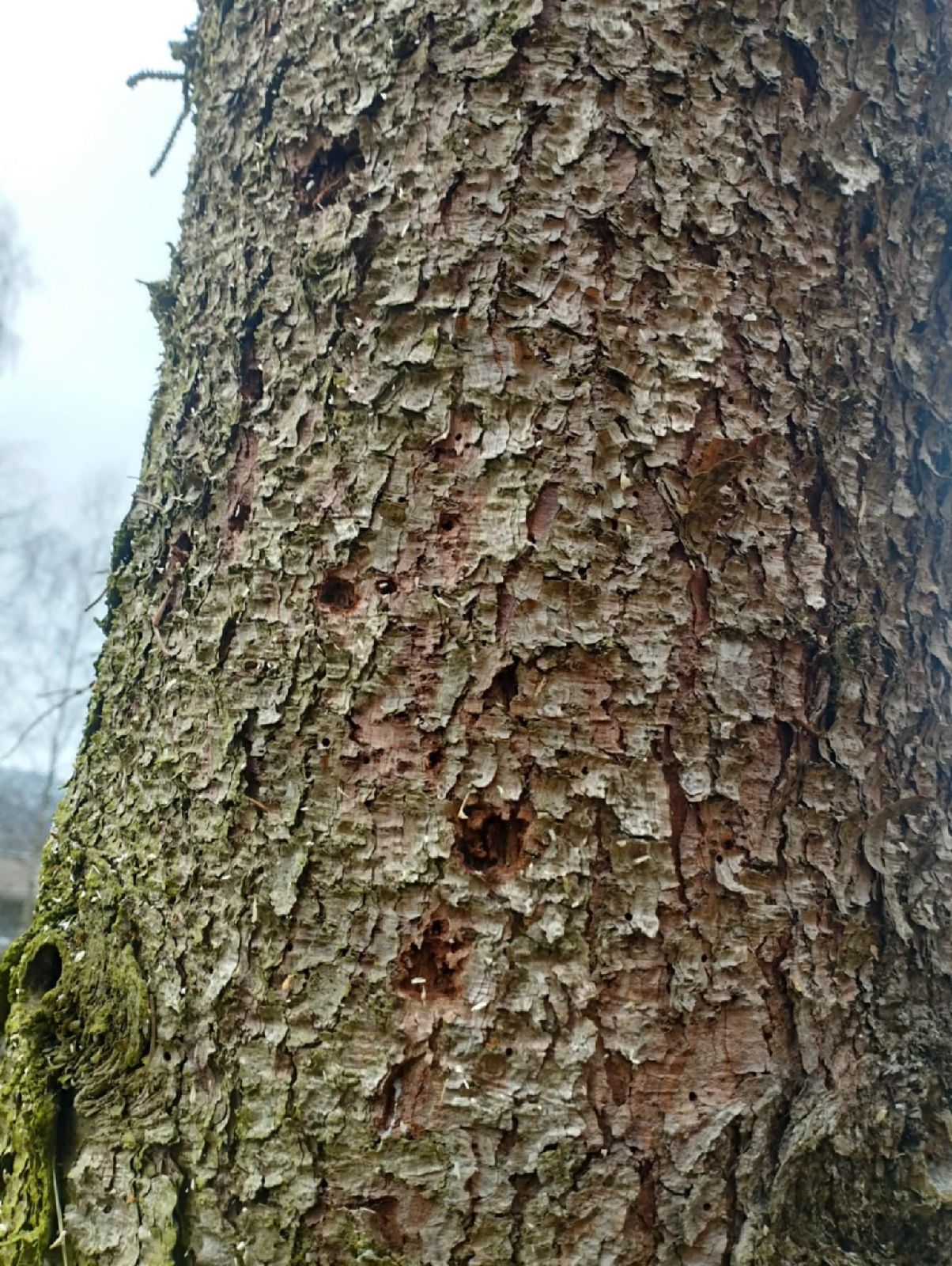 A - nejednoznačne určený, nie sme si istí
