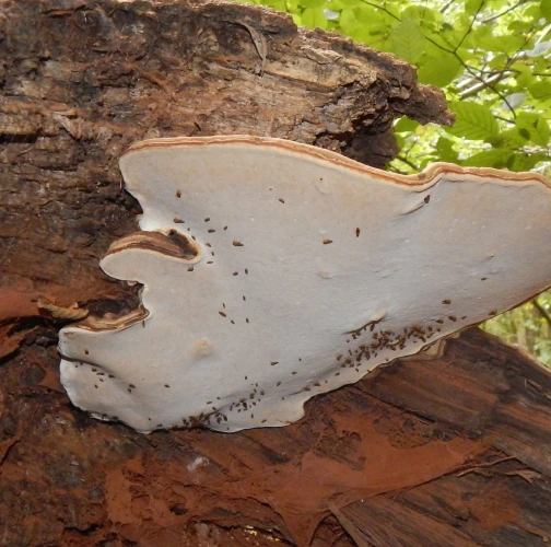 Ganoderma applanatum (= lipsiense)