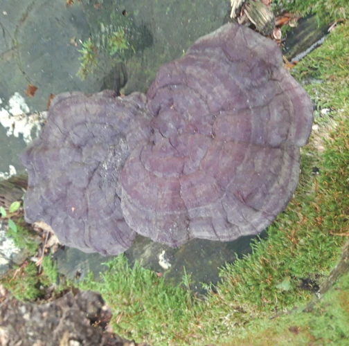 Ganoderma applanatum (= lipsiense)