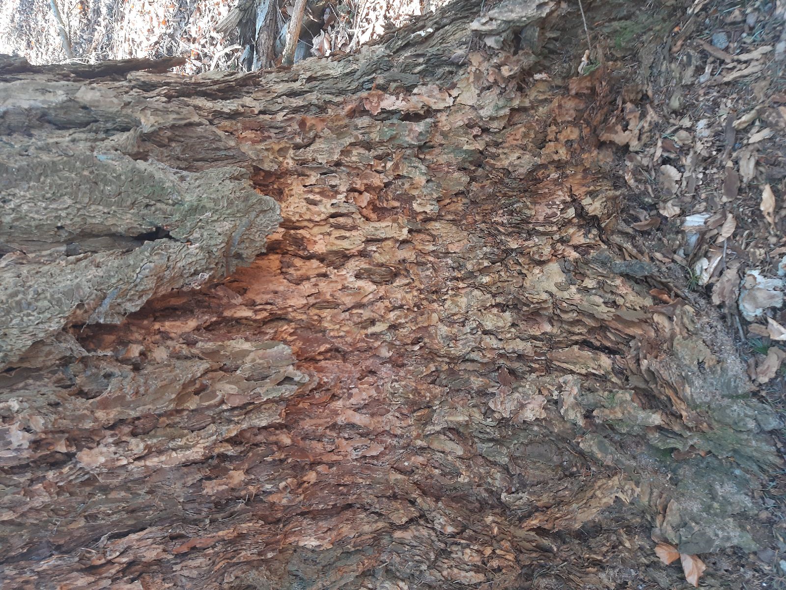 A - nie je v databáze