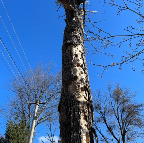Great capricorn beetle