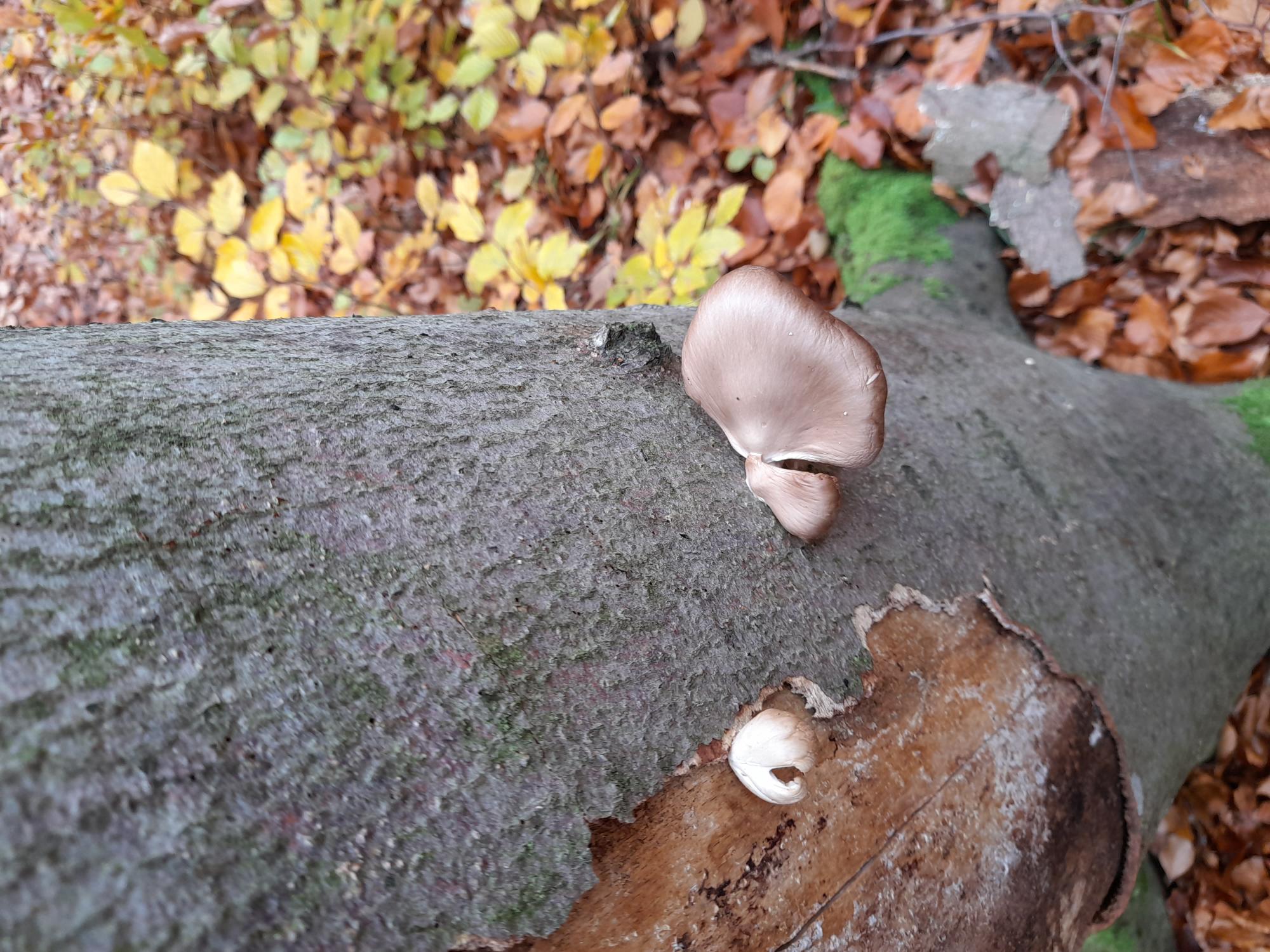 Pleurotus ostreatus